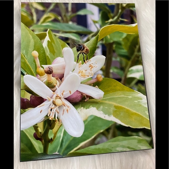 8x10 Picture of a Bee on Lemon Blooms